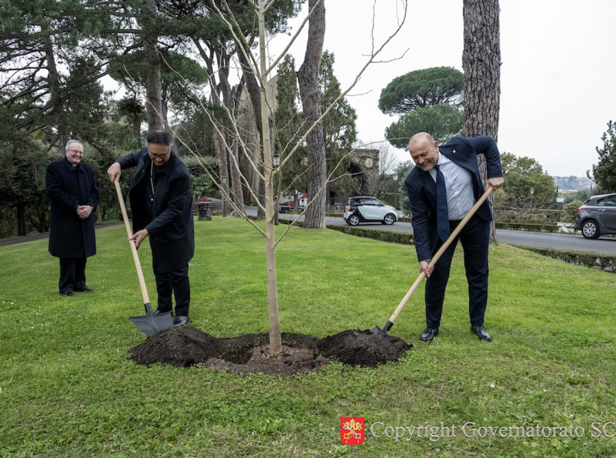 Nei Giardini Vaticani piantumato un albero di Ginkgo Biloba 
